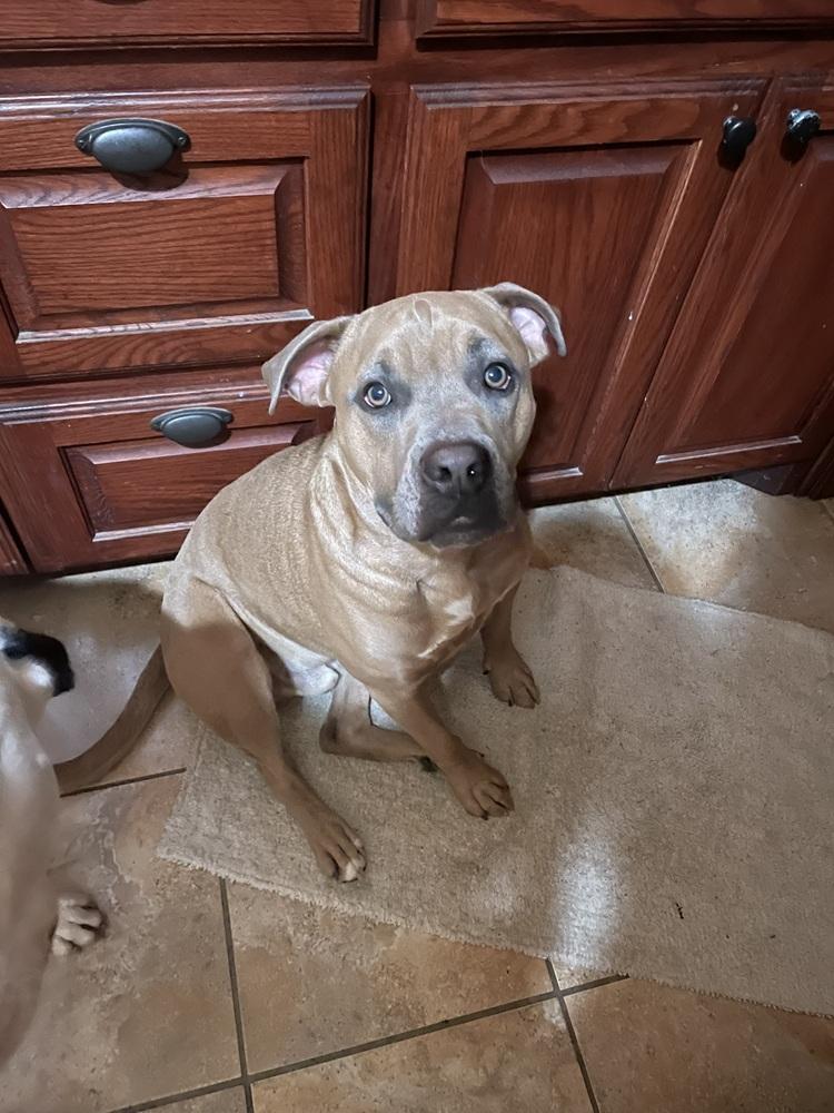 Vash, a Adoptable mixed breed in Temple, TX image 5/5