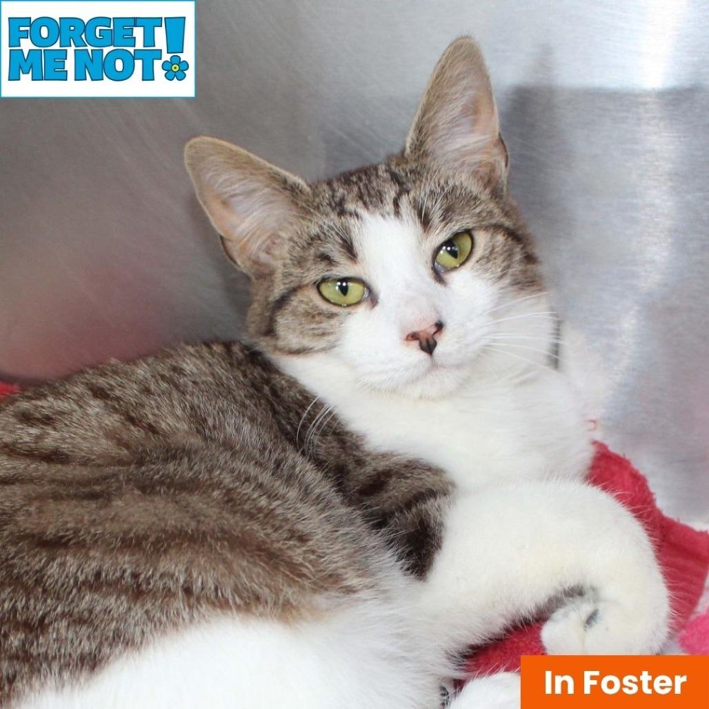 Yaddie, Adoptable, Senior Male Domestic Short Hair.