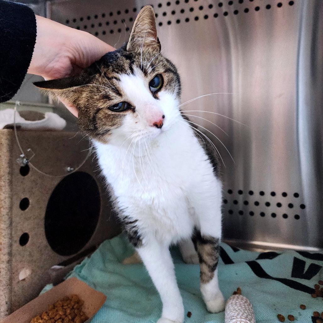 Yaddie, Adoptable, Senior Male Domestic Short Hair.