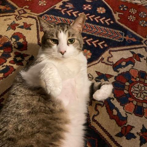 Enlarge Yaddie, a Adoptable Domestic Short Hair in Baltimore, MD image 3/5