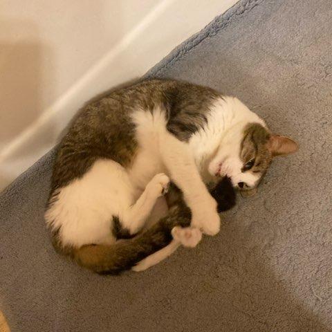 Yaddie, a Adoptable Domestic Short Hair in Baltimore, MD image 2/6