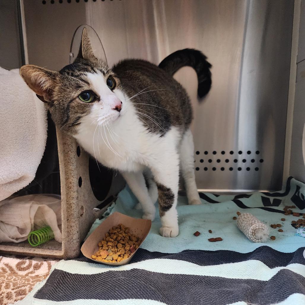 Yaddie, a Adoptable Domestic Short Hair in Baltimore, MD image 3/6