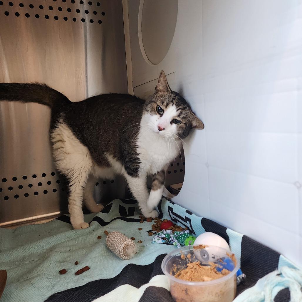 Yaddie, a Adoptable Domestic Short Hair in Baltimore, MD image 4/6