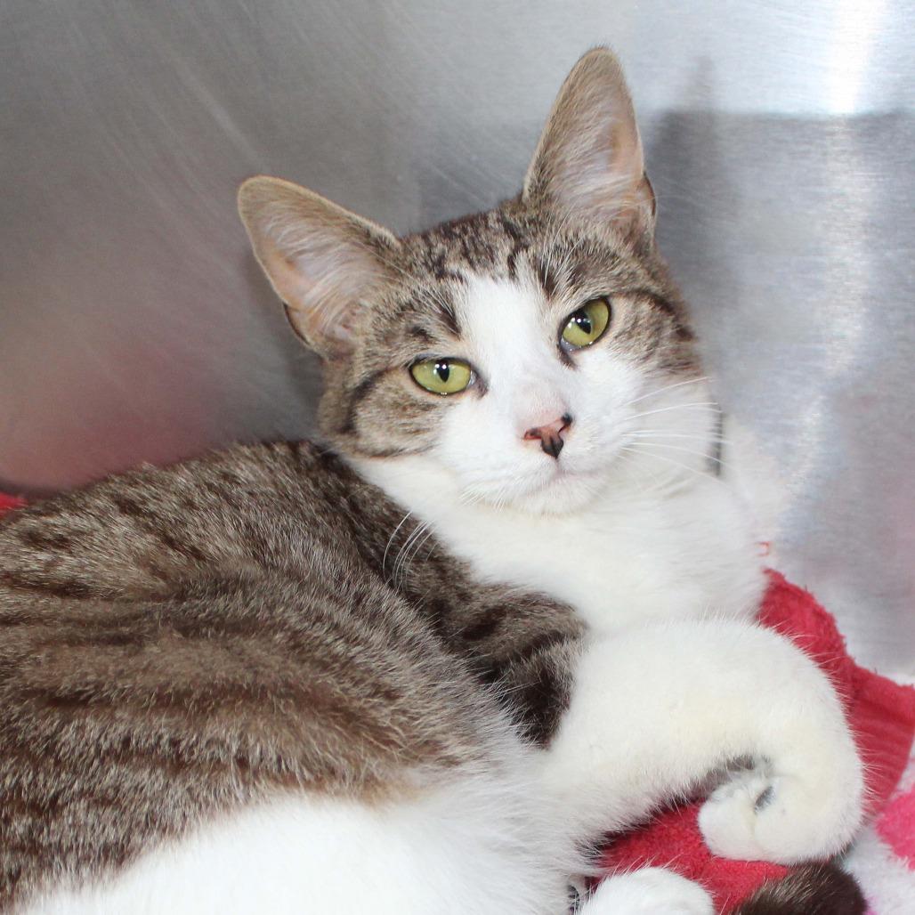 Yaddie, a Adoptable Domestic Short Hair in Baltimore, MD image 5/6