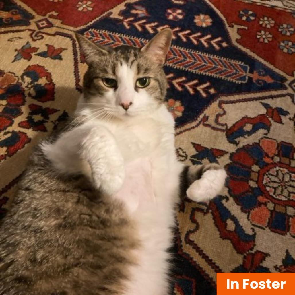 Yaddie, a Adoptable Domestic Short Hair in Baltimore, MD image 6/6