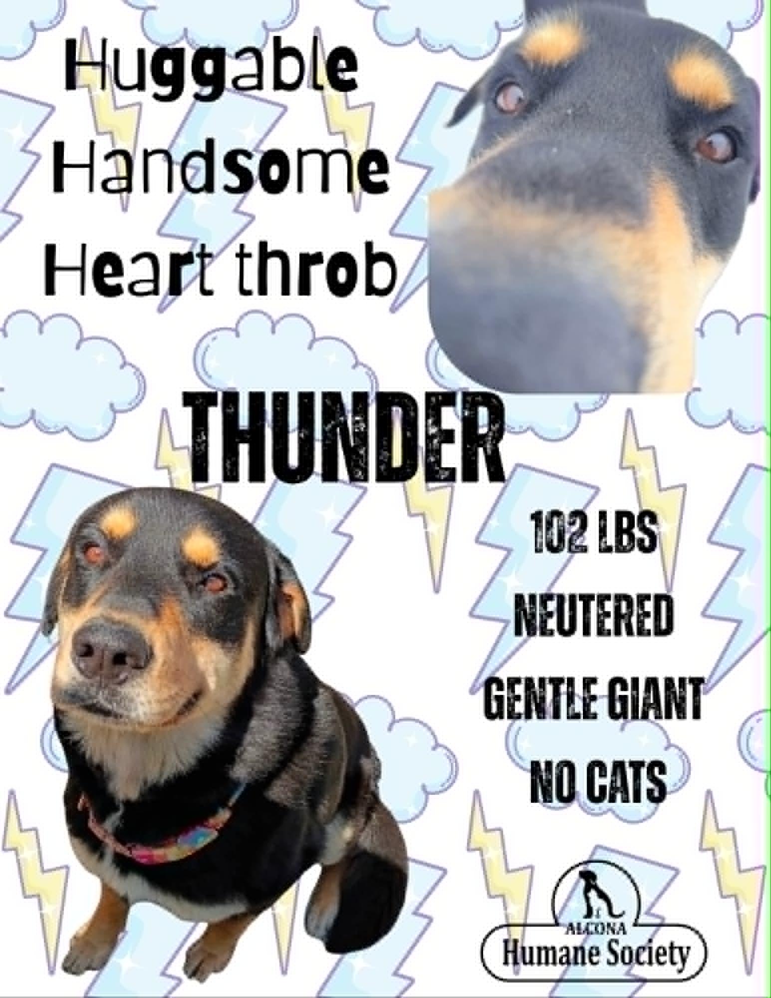 Thunder, ADOPTABLE, Adult Male Rottweiler & German Shepherd Dog.