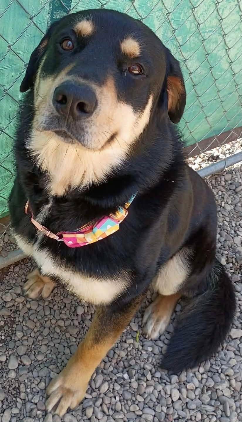 Thunder, ADOPTABLE, Adult Male Rottweiler & German Shepherd Dog.