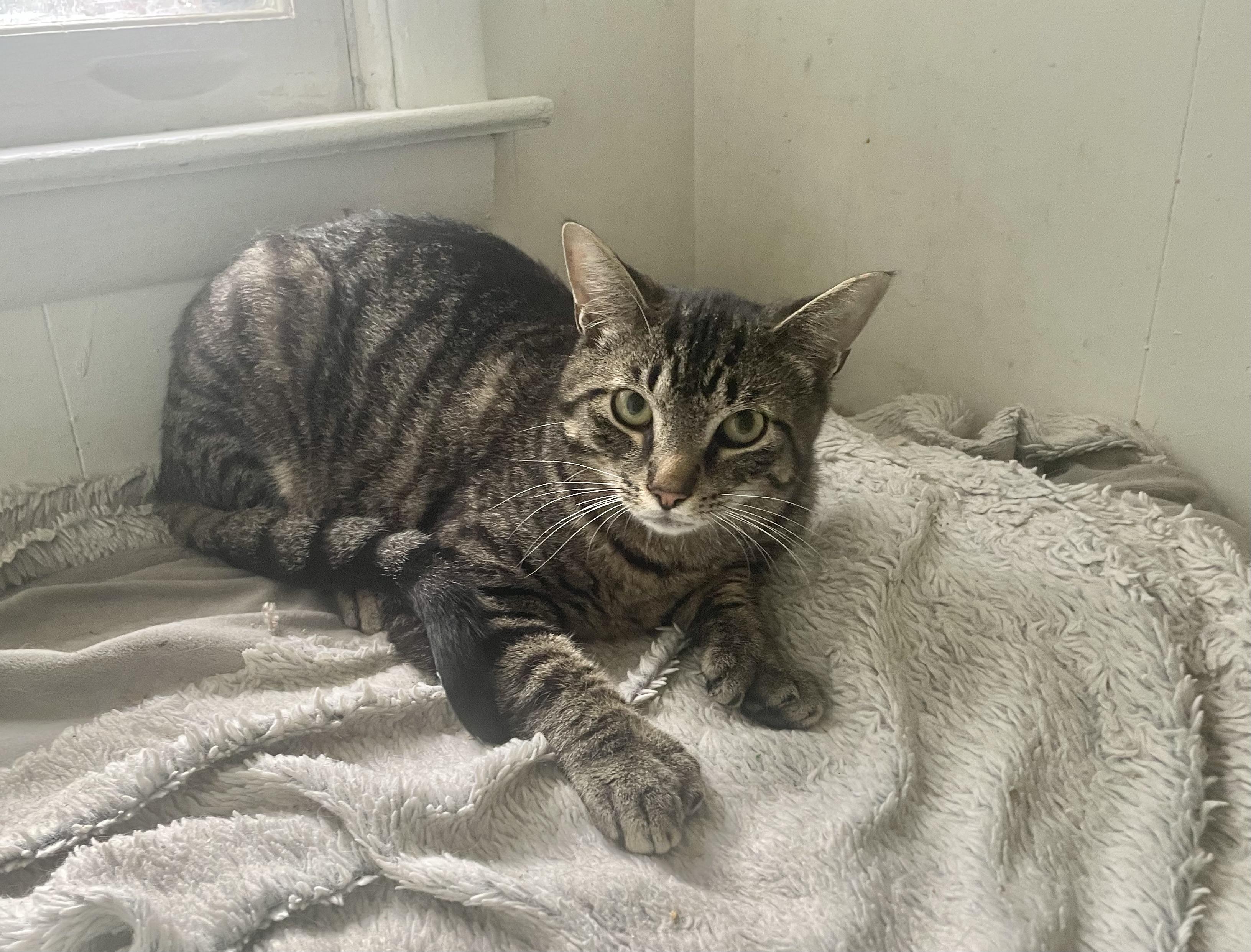 Travis, ADOPTABLE, Young Male Domestic Short Hair.