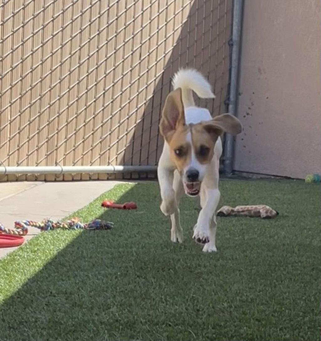 Enlarge Jacques, a Adoptable Beagle in Las Vegas, NV image 1/3
