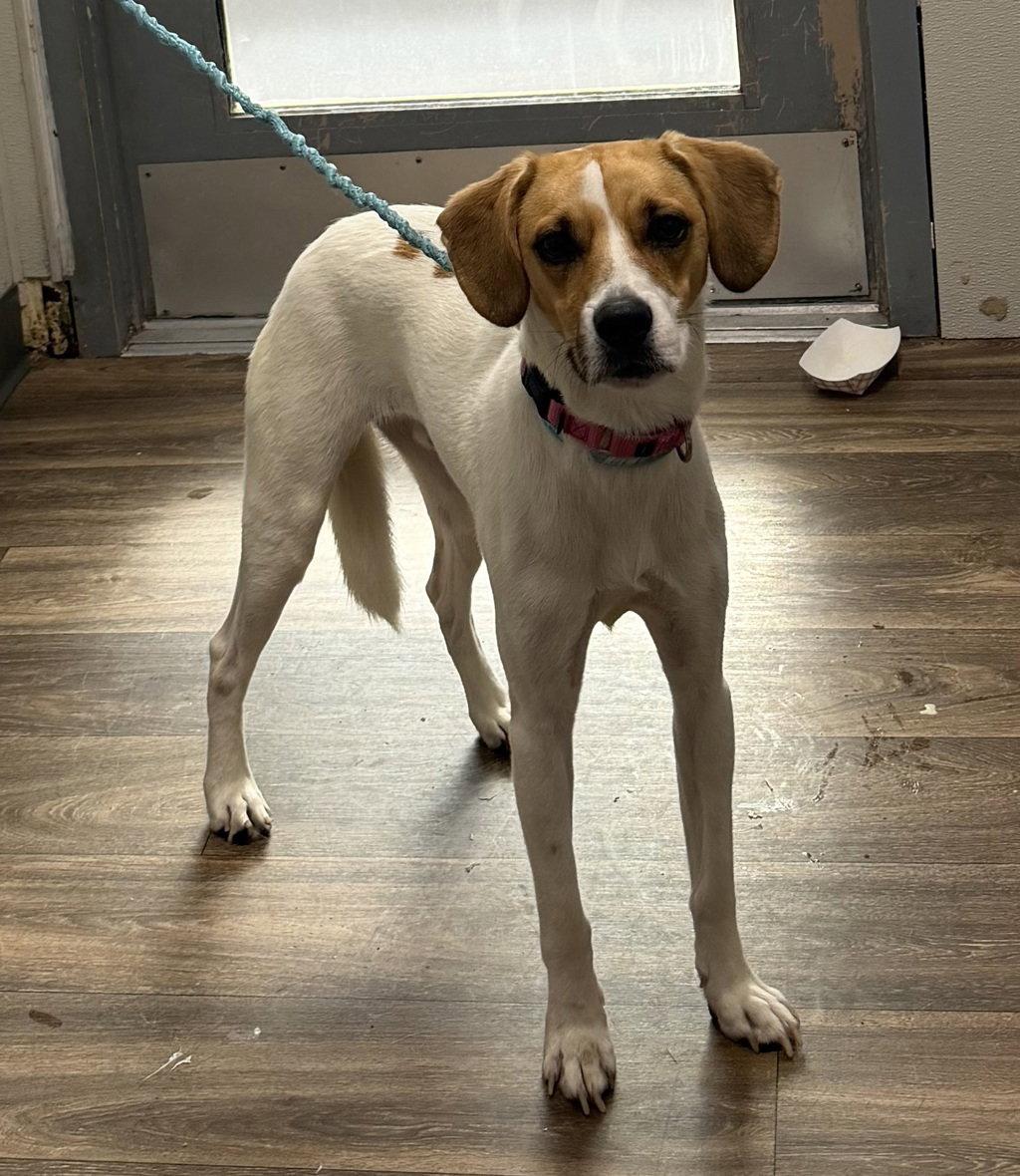 Enlarge Jacques, a Adoptable Beagle in Las Vegas, NV image 2/3