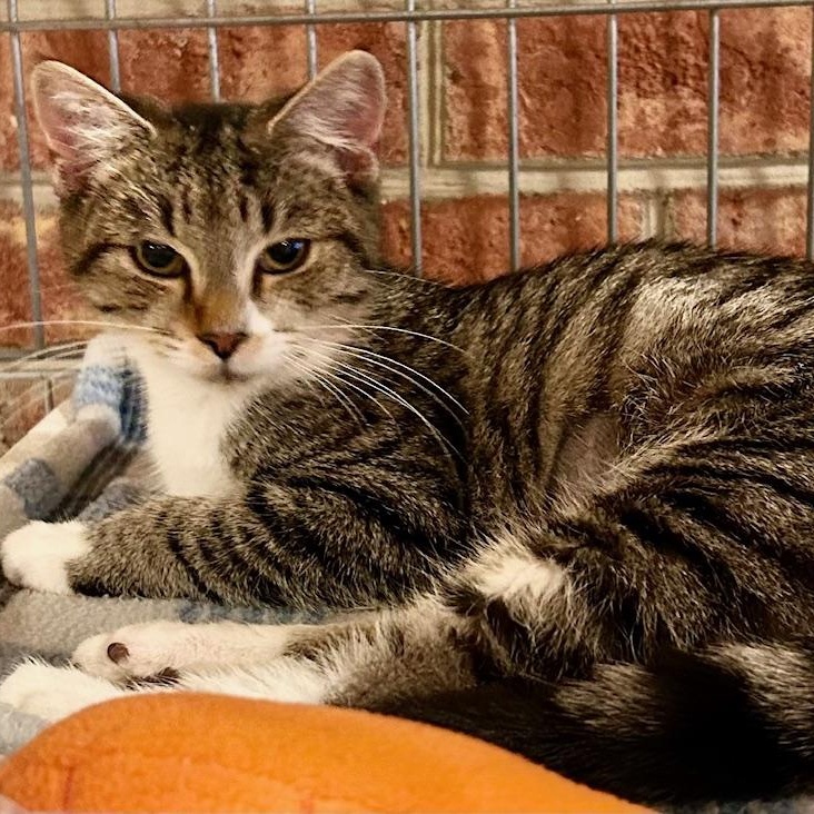 Addie, an adoptable Domestic Short Hair in Johnson City, TN image 3/3
