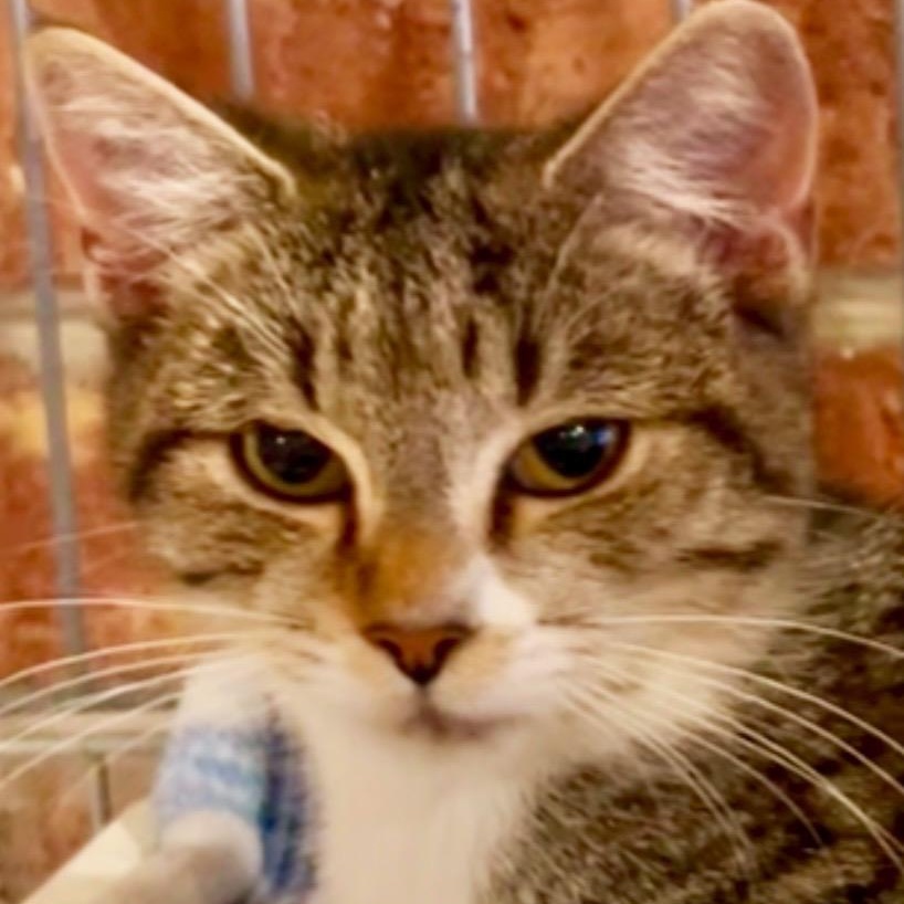 Addie, an adoptable Domestic Short Hair in Johnson City, TN image 2/3