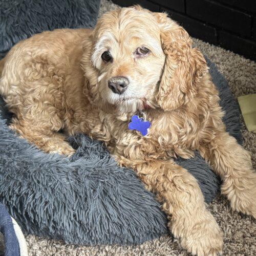 Dasie U 26071, Adoptable, Adult Female Cocker Spaniel & Cocker Spaniel.