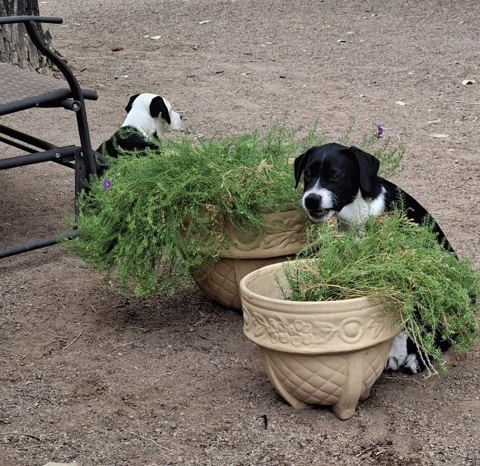 Enlarge Kelsea, a Adoptable mixed breed in Albuquerque, NM image 3/3
