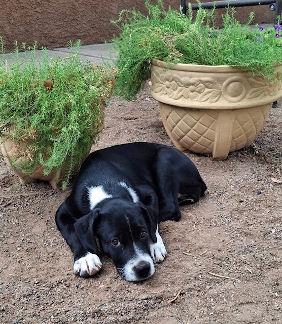 Kelsea, Adoptable, Puppy Female Australian Shepherd.