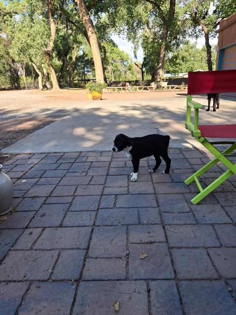 Enlarge Kelsea, a Adoptable mixed breed in Albuquerque, NM image 2/3