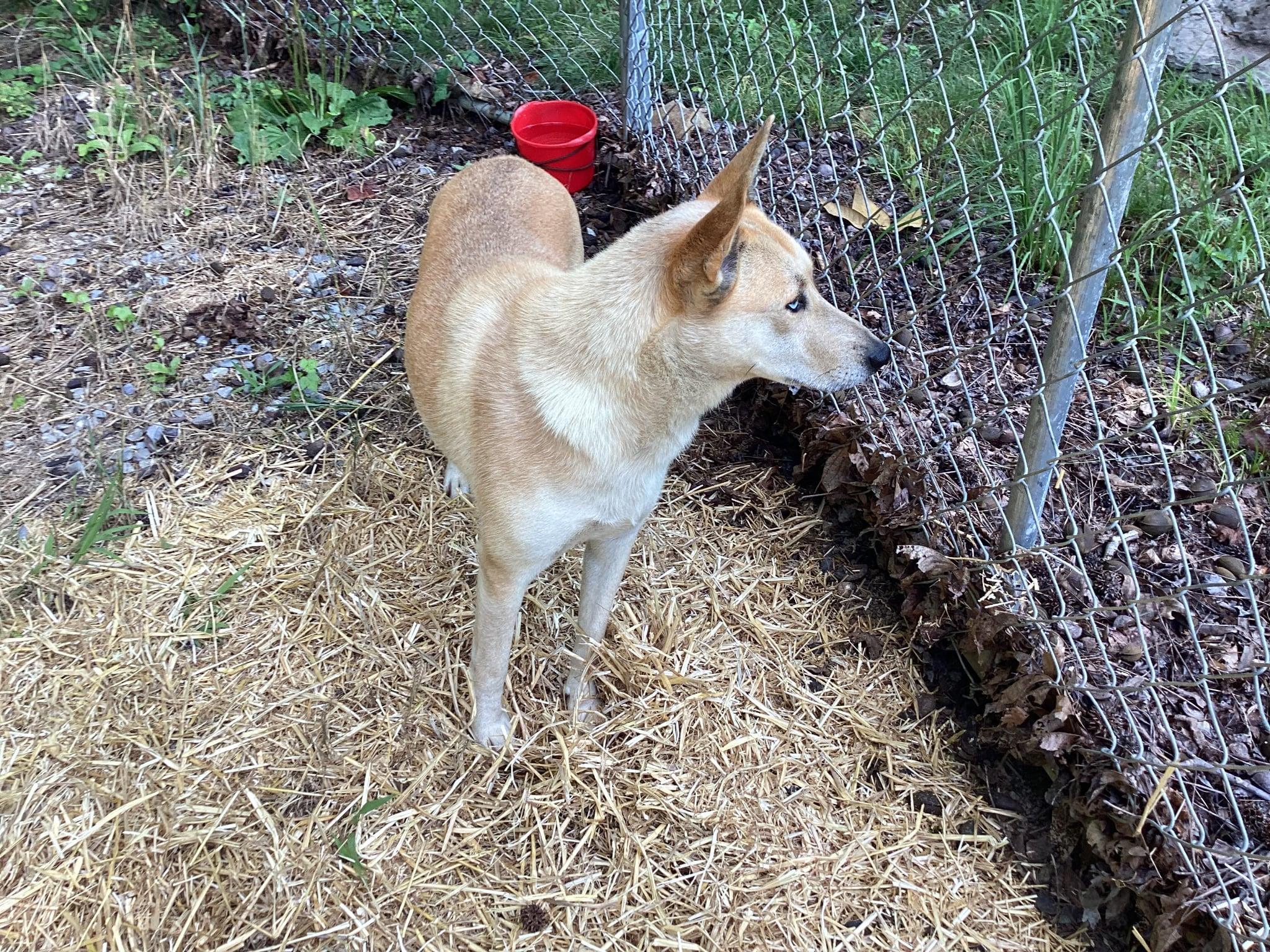 Enlarge Thrown from Truck - Sunny-2 YO Female Carolina Dog/Husky Mix-Spayed,Dog&Kid Friendly, UPD on Shots, an adopted mixed breed in Chattanooga, TN image 5/6
