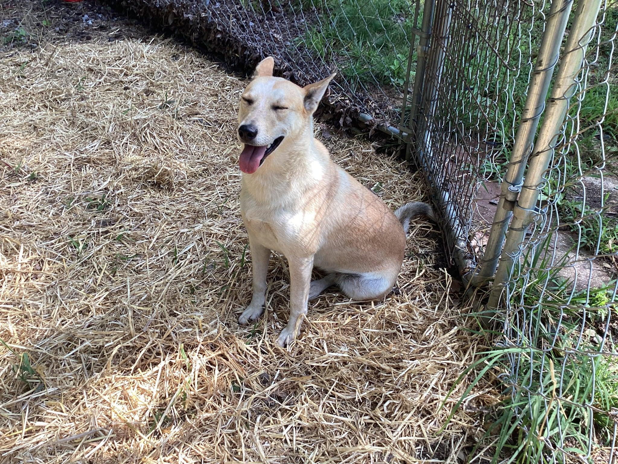 Enlarge Thrown from Truck - Sunny-2 YO Female Carolina Dog/Husky Mix-Spayed,Dog&Kid Friendly, UPD on Shots, an adopted mixed breed in Chattanooga, TN image 6/6