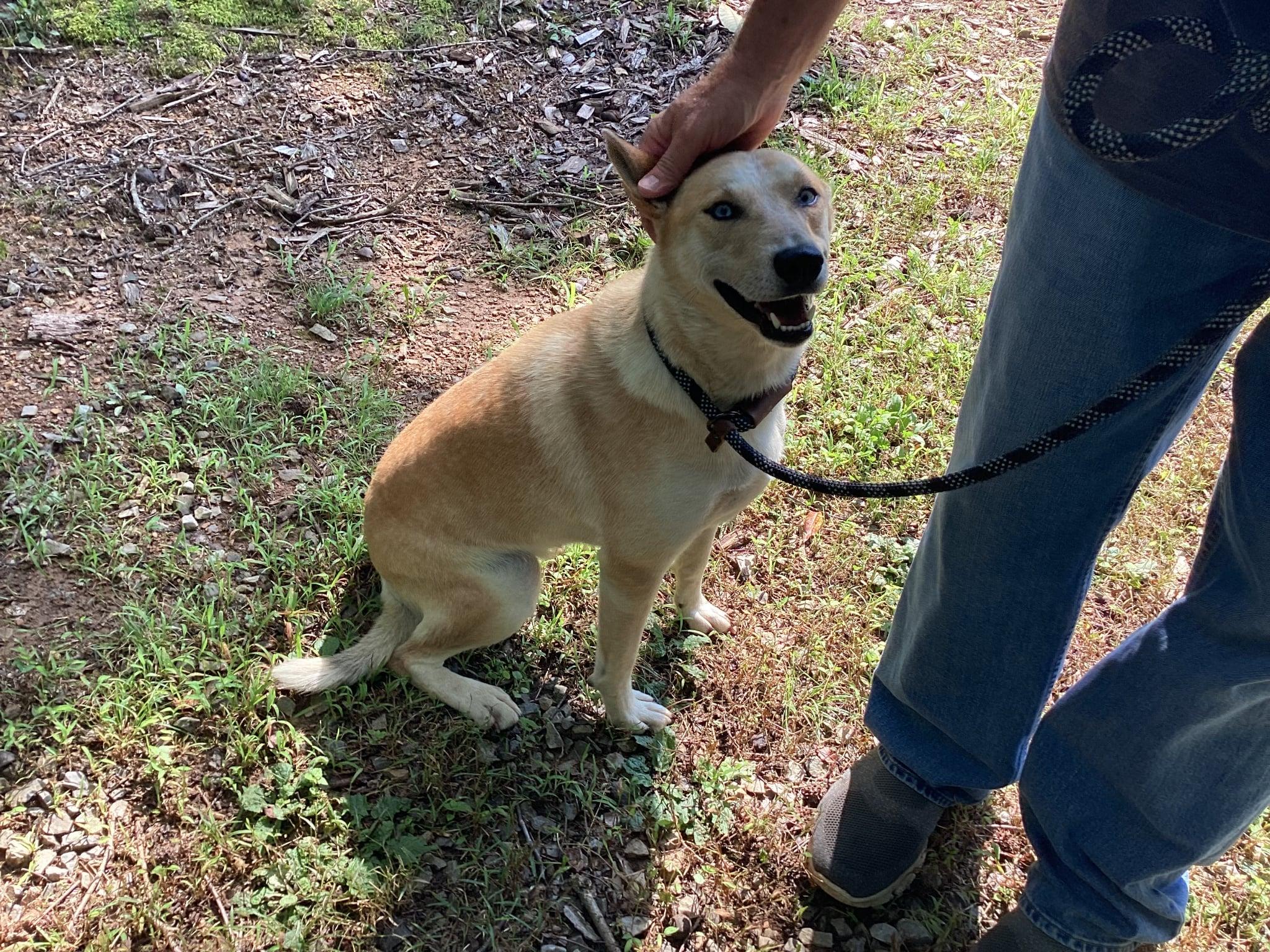 Enlarge Thrown from Truck - Sunny-2 YO Female Carolina Dog/Husky Mix-Spayed,Dog&Kid Friendly, UPD on Shots, an adopted mixed breed in Chattanooga, TN image 2/6