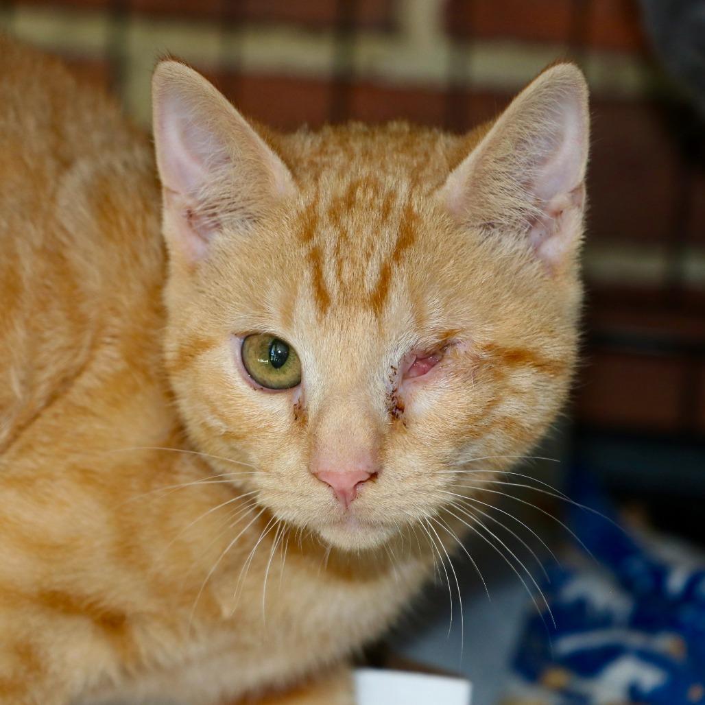 Honey, Adoptable, Kitten Female Domestic Short Hair.
