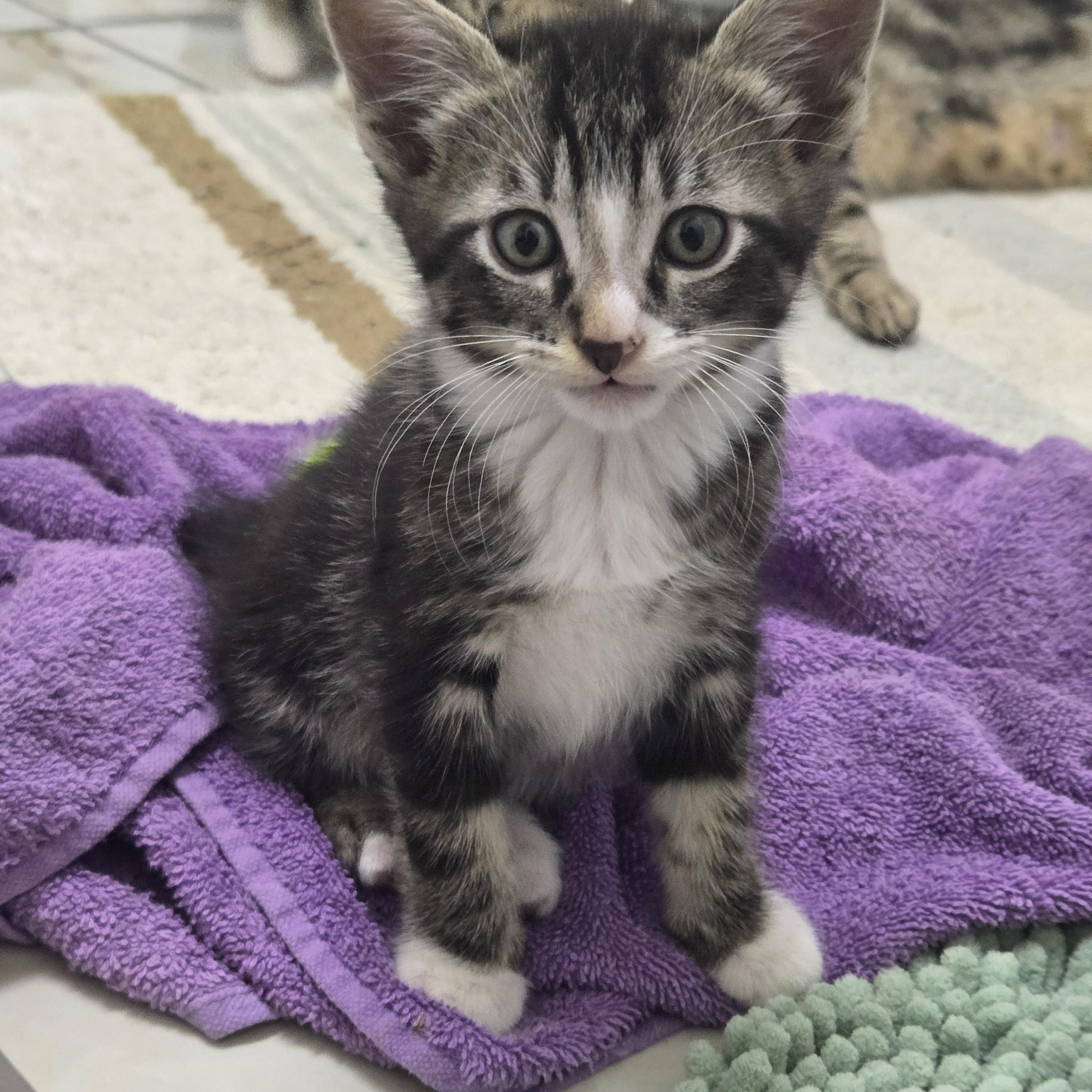 Enlarge Dartanion, a Adoptable mixed breed in Tyler, TX image 3/4