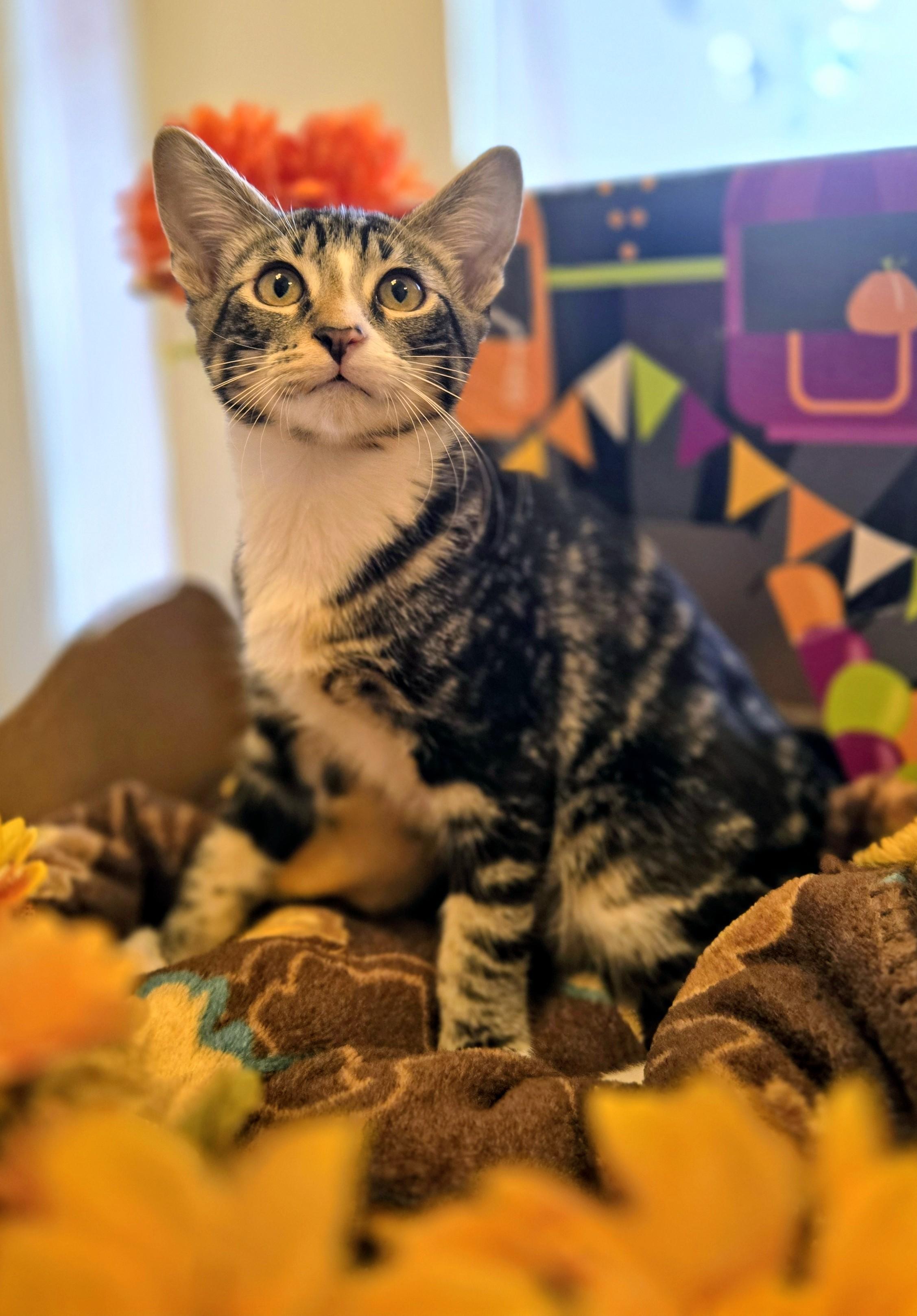 Dartanion, Adoptable, Young Male Domestic Short Hair.