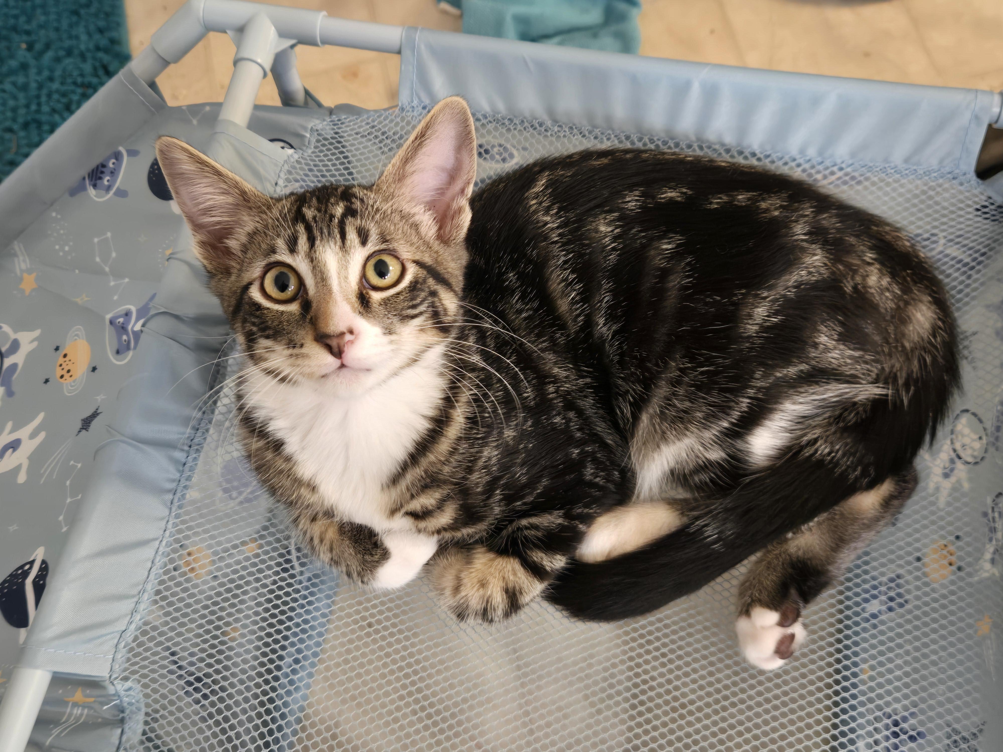Enlarge Dartanion, a Adoptable mixed breed in Tyler, TX image 2/4