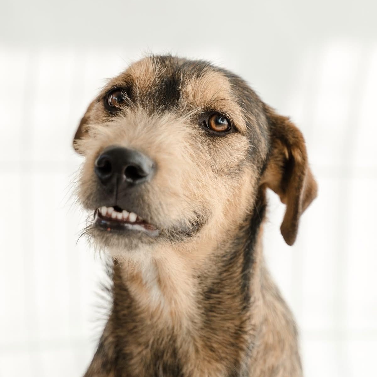 Guero, a ADOPTABLE mixed breed in Manvel, TX image 2/5