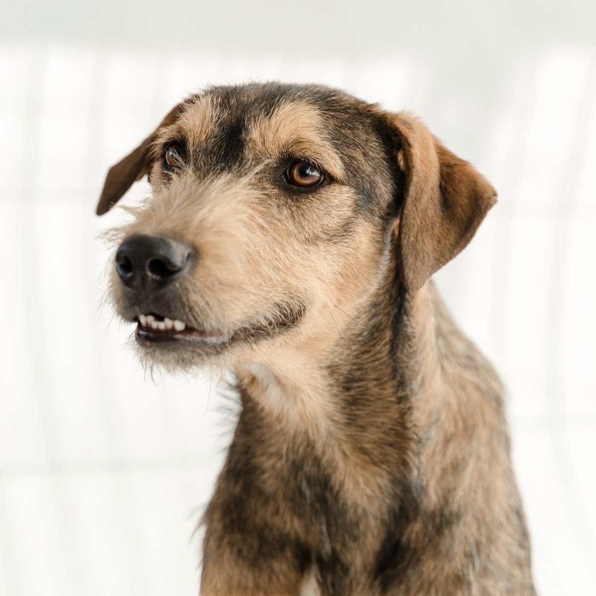 Guero, a ADOPTABLE mixed breed in Manvel, TX image 3/5