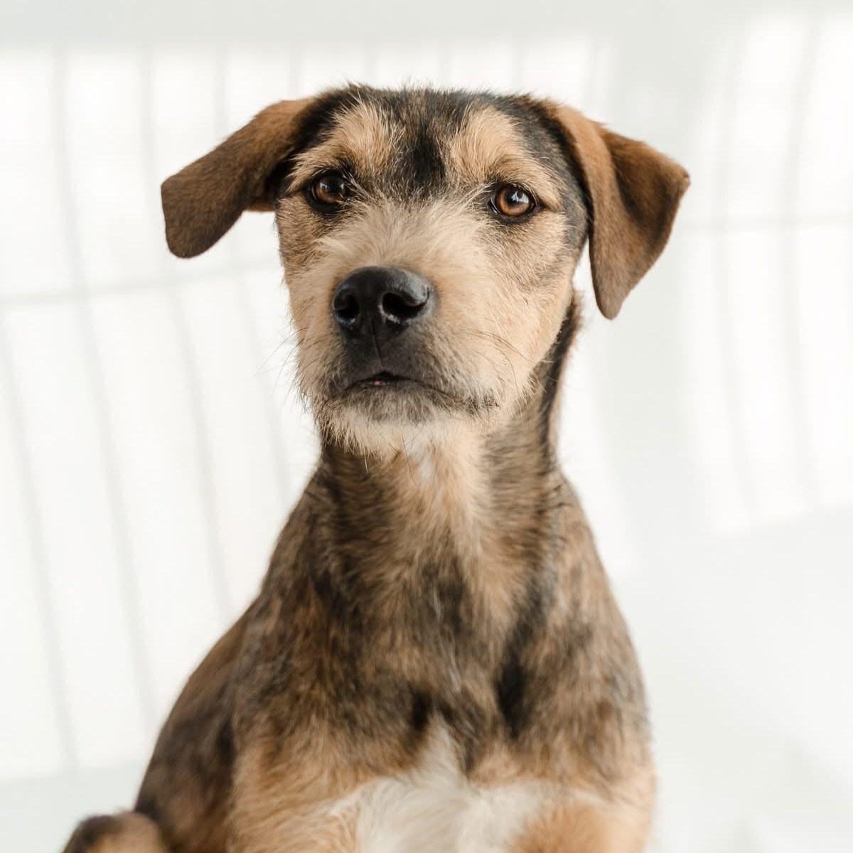 Guero, a ADOPTABLE mixed breed in Manvel, TX image 1/5