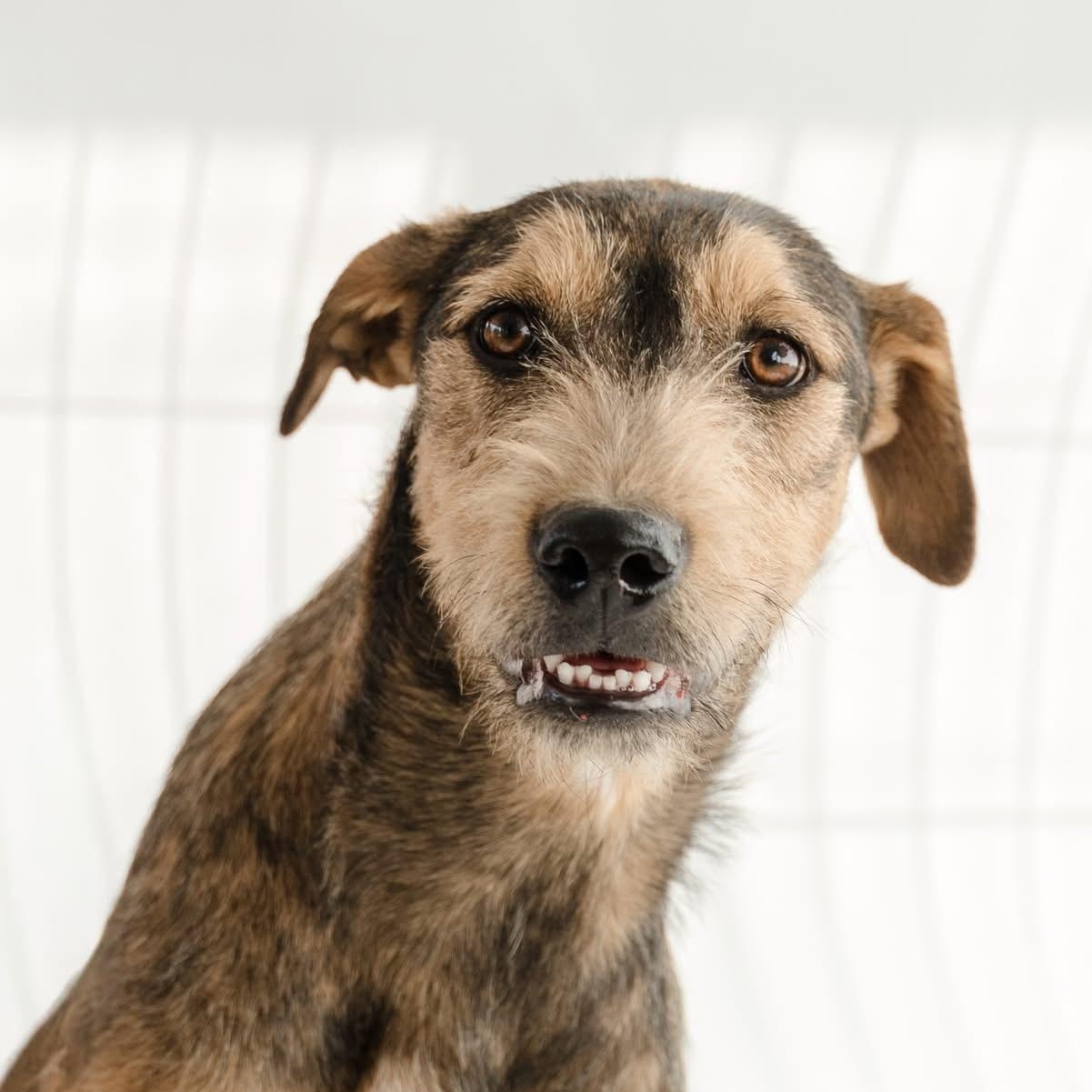 Guero, a ADOPTABLE mixed breed in Manvel, TX image 5/5