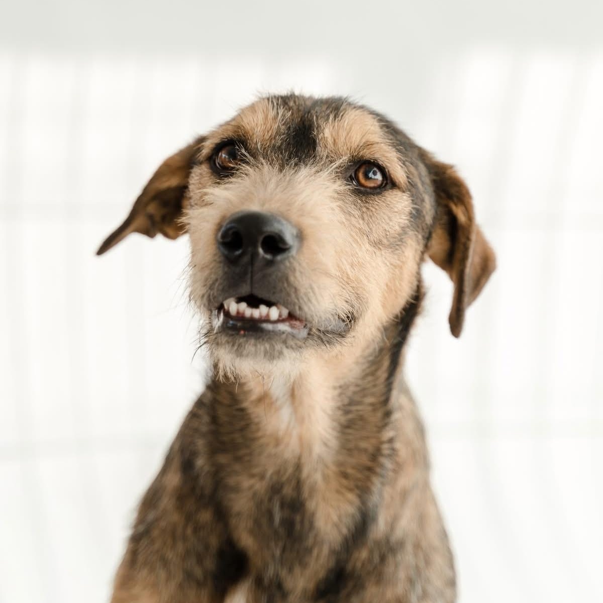 Guero, a ADOPTABLE mixed breed in Manvel, TX image 4/5
