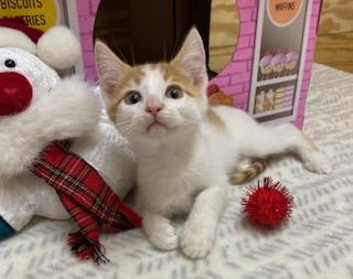 Charley Aka Wobbles thumbnail 4