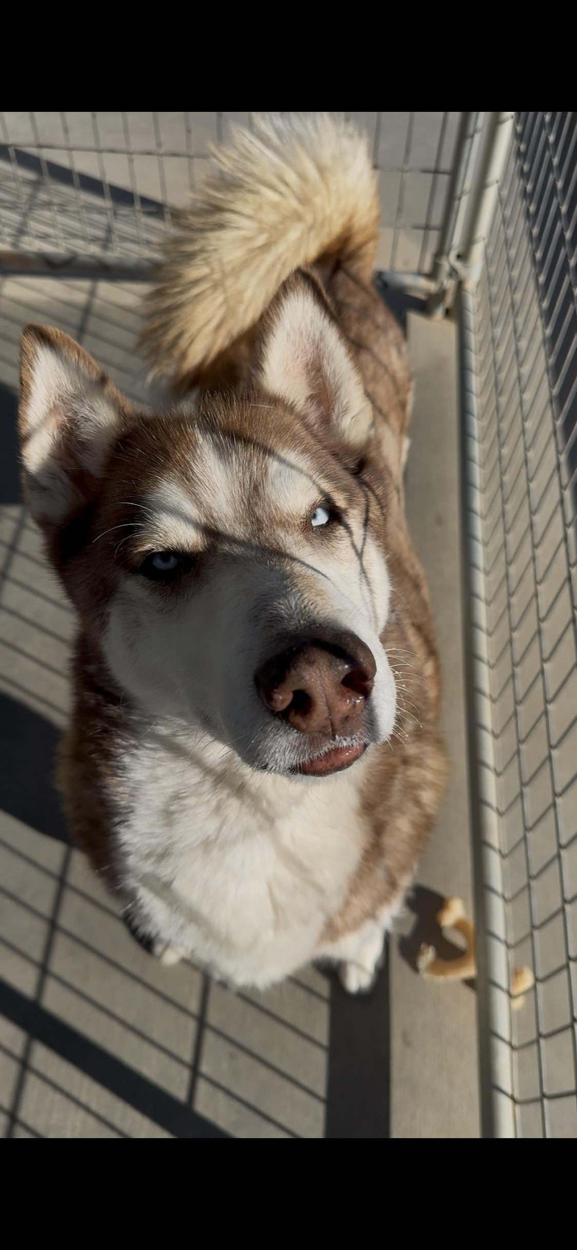 Enlarge Waylon, a Adoptable Husky in Littlerock, CA image 1/4