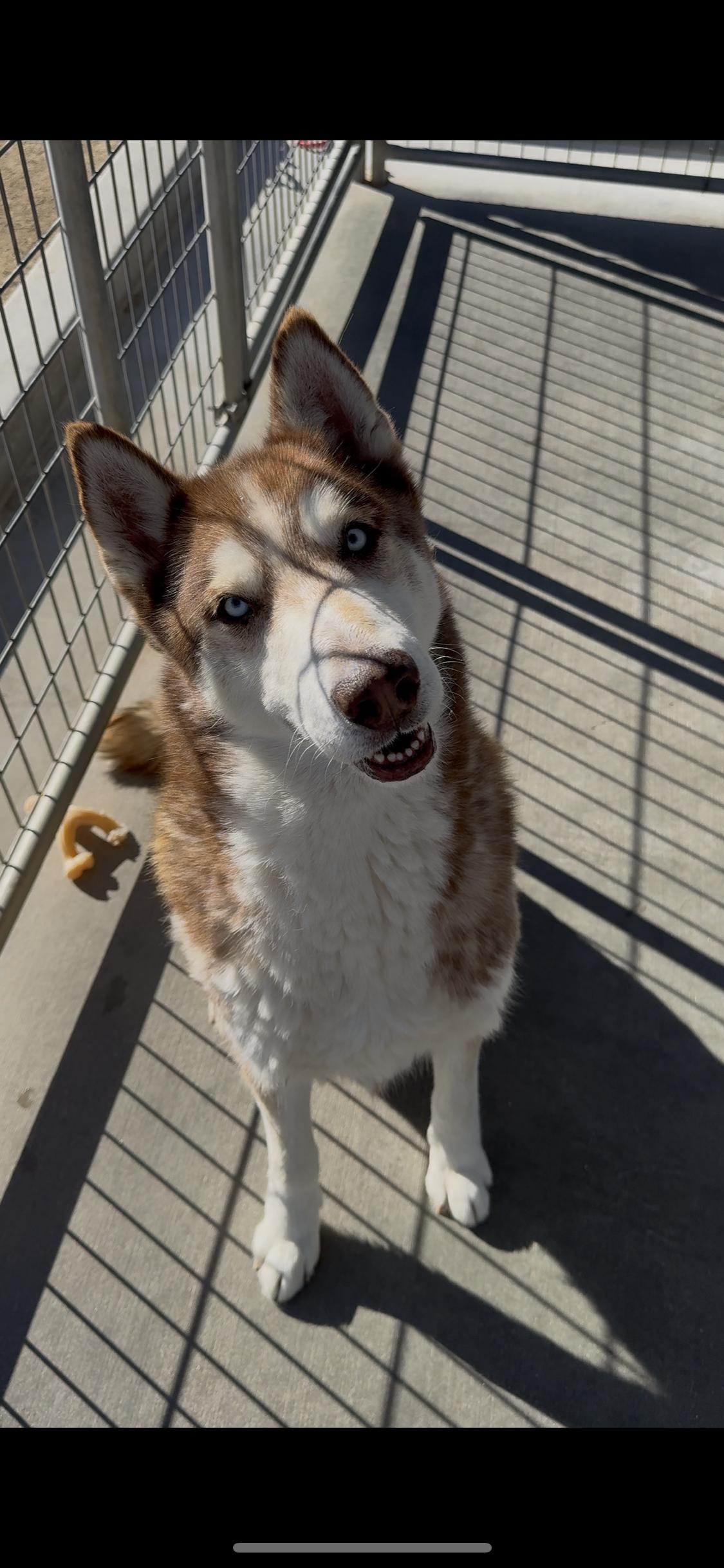 Enlarge Waylon, a Adoptable Husky in Littlerock, CA image 2/4