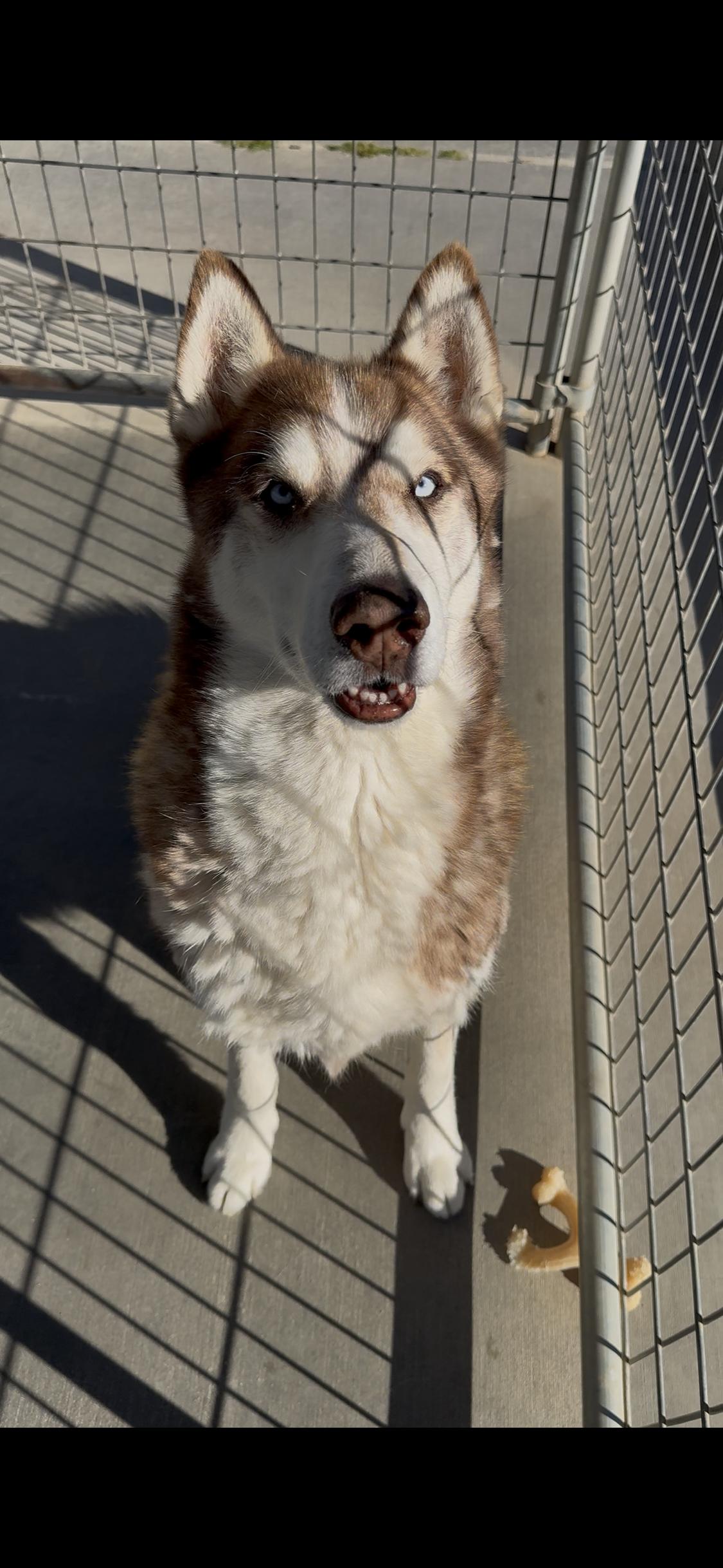 Enlarge Waylon, a Adoptable Husky in Littlerock, CA image 3/4