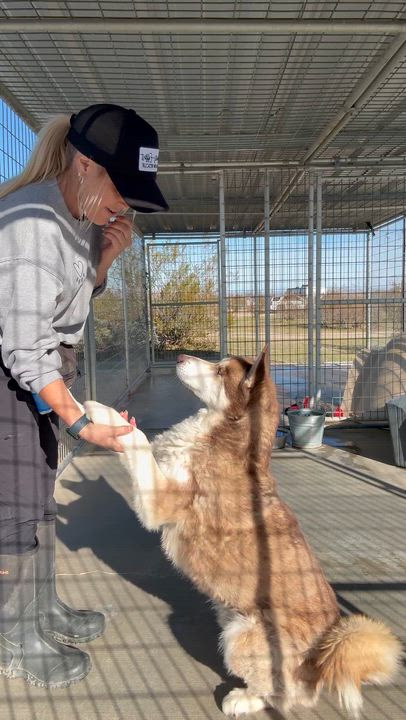 Enlarge Waylon, a Adoptable Husky in Littlerock, CA video 4/4