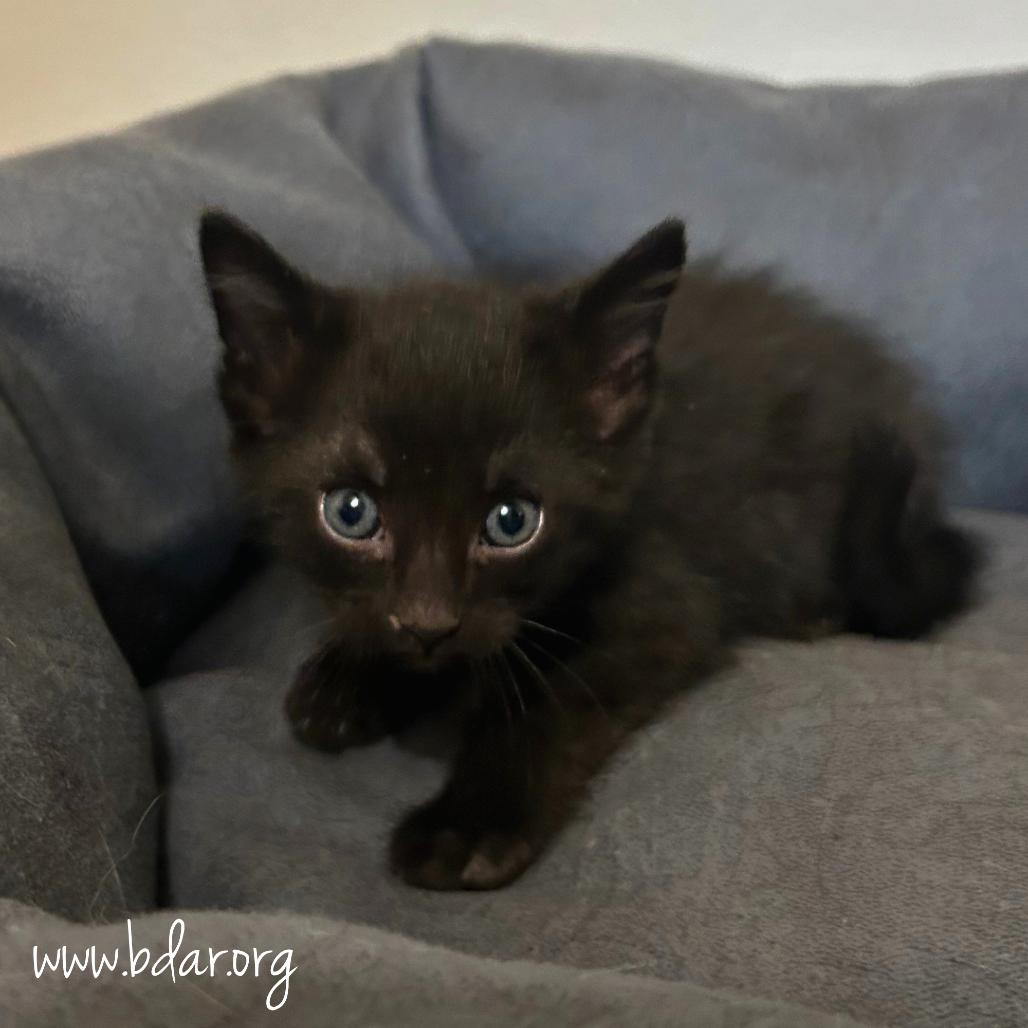 Spanky, Adoptable, Kitten Male Domestic Short Hair.