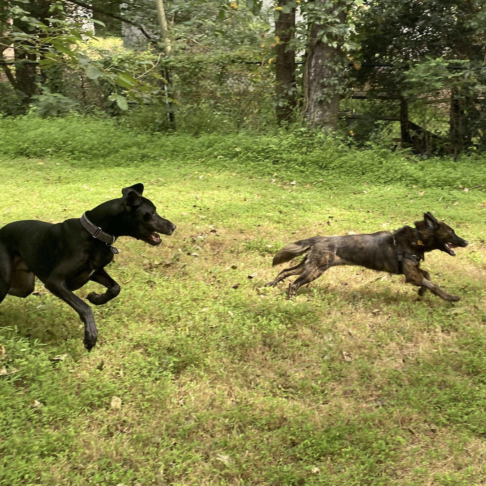 Coco Puff, Adoptable, Young Female Shepherd.
