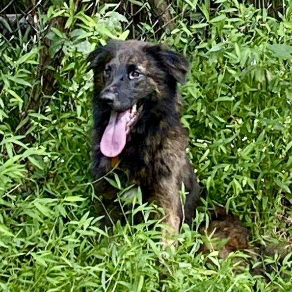 Coco Puff, a Adoptable Shepherd in Durham, NC image 2/3