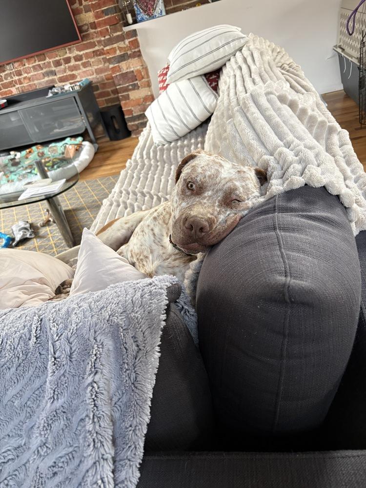 BILLY RAY, Adoptable, Adult Male Pit Bull Terrier.