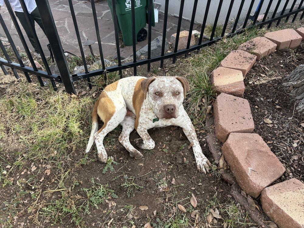Enlarge BILLY RAY, a Adoptable mixed breed in Broomfield, CO image 2/6