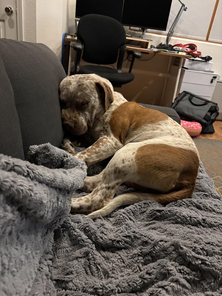 Enlarge BILLY RAY, a Adoptable mixed breed in Broomfield, CO image 3/6