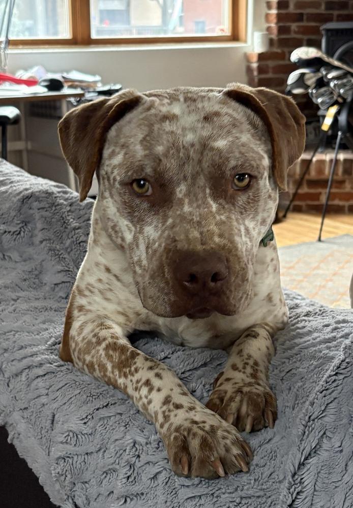 Enlarge BILLY RAY, a Adoptable mixed breed in Broomfield, CO image 4/6