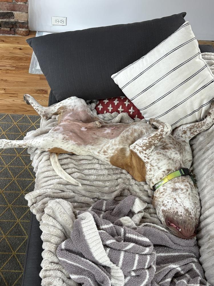 Enlarge BILLY RAY, a Adoptable mixed breed in Broomfield, CO image 5/6