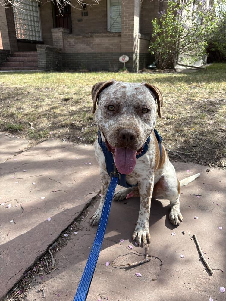 Enlarge BILLY RAY, a Adoptable mixed breed in Broomfield, CO image 6/6
