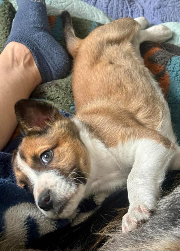 Walter, a ADOPTABLE mixed breed in Eutawville, SC image 4/6