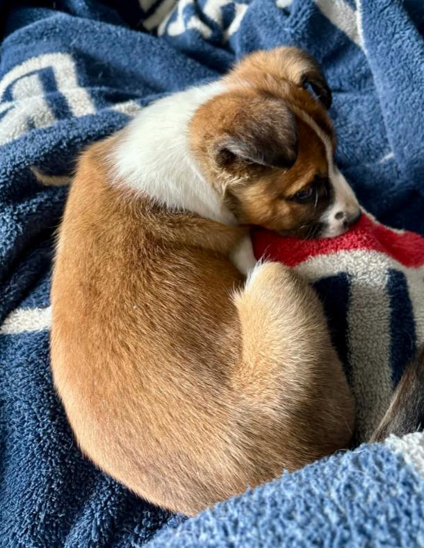 Walter, a ADOPTABLE mixed breed in Eutawville, SC image 2/6