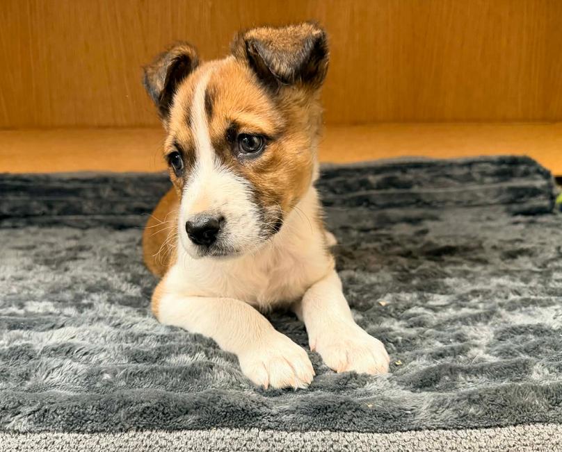 Enlarge Walter, an adopted mixed breed in Eutawville, SC image 5/6