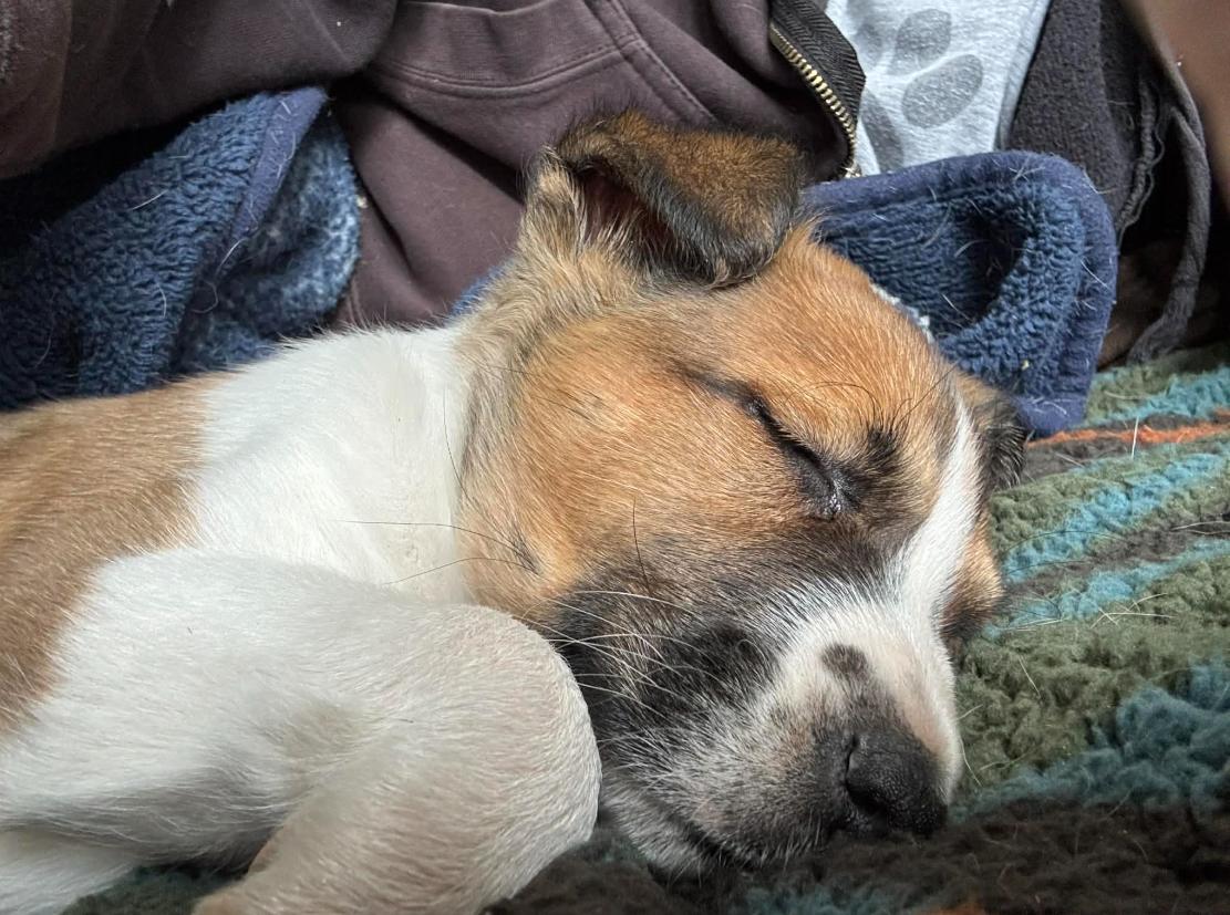 Walter, a ADOPTABLE mixed breed in Eutawville, SC image 5/6